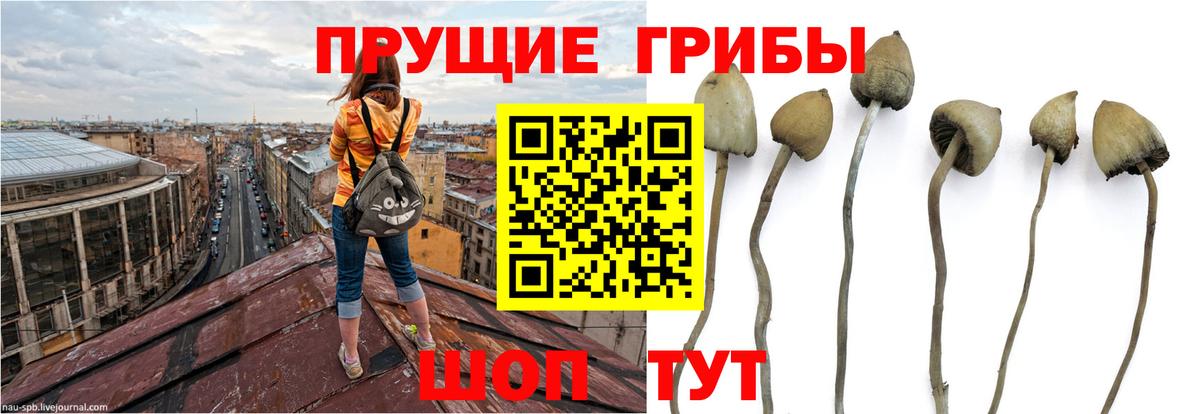 Галлюциногенные грибы Magic Shrooms  Вход с VPN  наркота  Красногорск 
